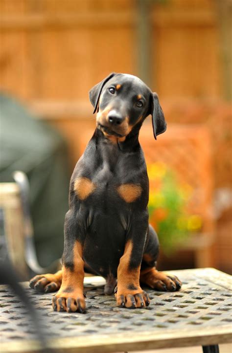Dobie puppies for sale - The typical price for Doberman Pinscher puppies for sale in Myrtle Beach, SC may vary based on the breeder and individual puppy. On average, Doberman Pinscher puppies from a breeder in Myrtle Beach, SC may range in price from $2,500 to $3,500. ….